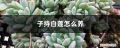 子持白莲多肉怎么养殖 子持白莲怎么养