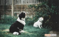 狂犬病能治好吗 狂犬病为什么难治