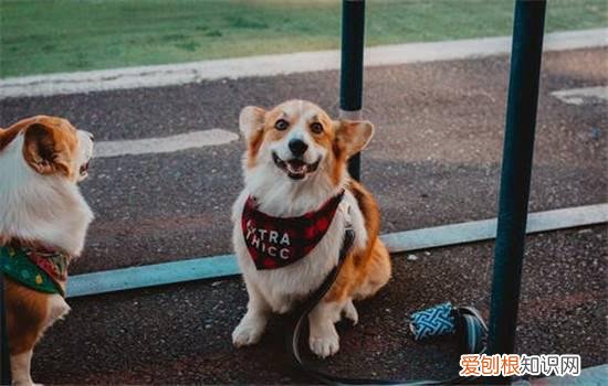 狂犬病的表现 狂犬病分为两种知道吗