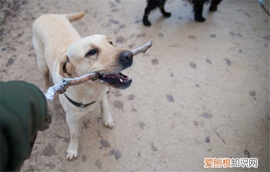 狂犬病的表现 狂犬病分为两种知道吗