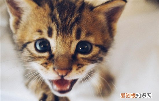 怎么让猫快速记住自己的名字 怎么让猫记住自己名字,怎么让猫记住他的名字,怎么让猫记住自己
