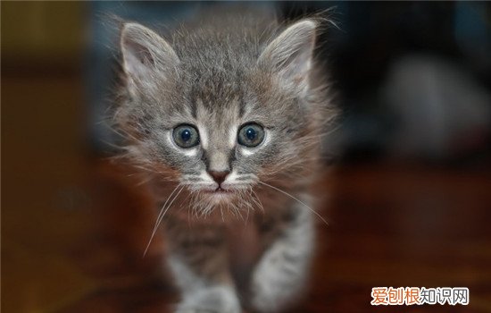 怎么让猫快速记住自己的名字 怎么让猫记住自己名字,怎么让猫记住他的名字,怎么让猫记住自己