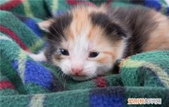 为什么猫咪不喜欢睡床 猫爱睡床上怎么办,猫为什么爱睡床,怎么不让猫睡床