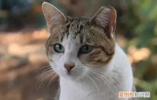 猫咪为什么会有黑下巴现象 猫为什么会有黑下巴,猫有黑下巴是怎么回事,猫黑下巴是什么原因