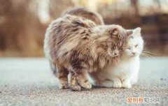 猫咪为什么会有黑下巴现象 猫为什么会有黑下巴,猫有黑下巴是怎么回事,猫黑下巴是什么原因