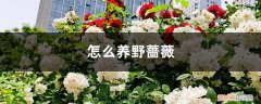 怎么养野蔷薇视频 怎么养野蔷薇