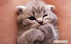 新手养猫需要注意哪些事情 新手养猫常见16个问题,新手养猫注意事项,新手养猫攻略
