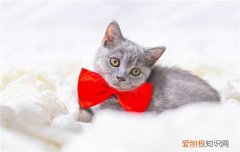 给猫穿衣服有影响吗 猫穿衣服有什么坏处,猫穿衣服好吗,猫要穿衣服吗