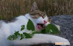 猫草能帮助猫咪化毛吗 猫草为什么能化毛,猫草为什么能去毛球,猫草为什么能催吐