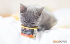 猫咪发腮应该吃什么 猫咪发腮吃什么,猫咪发腮要吃什么,猫咪发腮要注意什么