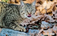 猫做完体外驱虫后总是抓自己,猫咪用了体外驱虫老是抓,,猫体外驱虫后老是挠