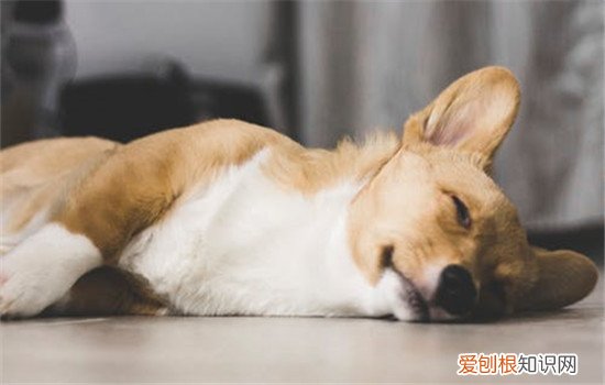 狗狗抽搐是怎么了 狗狗抽搐是羊癫疯吗