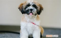 狗尿结石是怎么导致的 狗狗尿结石要如何治疗