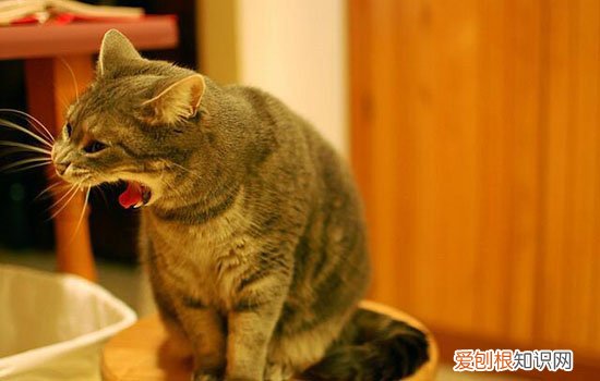 猫吃什么容易中毒 猫吃什么会中毒,猫吃什么会食物中毒,猫不能吃什么东西