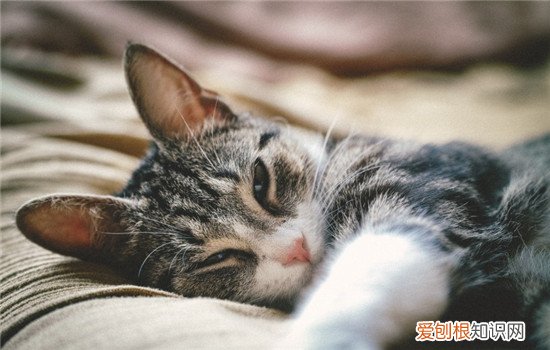 猫咪吃化毛草还是化毛膏好 化毛膏多大的猫可以吃,化毛膏和猫草的区别,化毛膏和猫草哪个更好