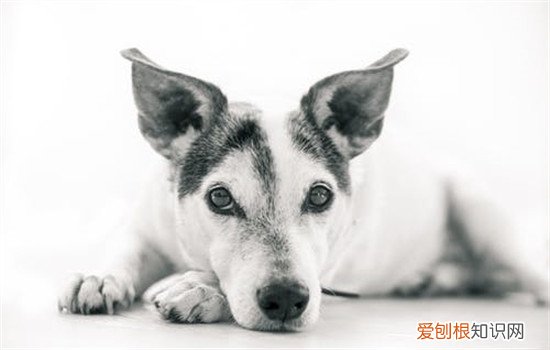 犬瘟后遗症有哪些症状 犬瘟热治愈后的后遗症你知道吗