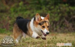 柯基便秘怎么办 您家柯基会“便秘”吗？
