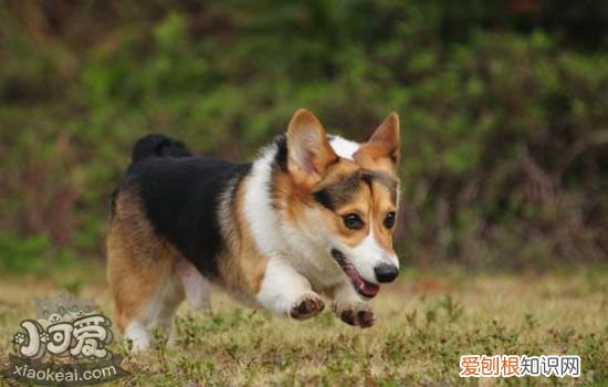 柯基便秘怎么办 您家柯基会“便秘”吗?
