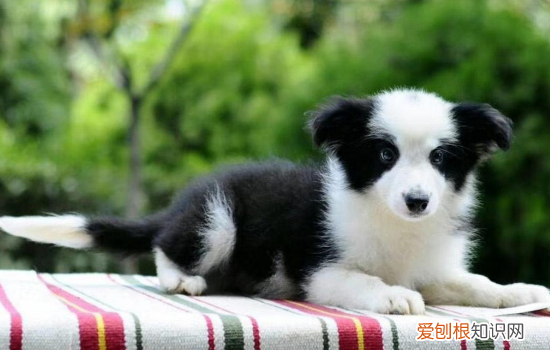 狗狗肠梗阻怎么自愈 这种病症问题是不可能自愈,没那么神