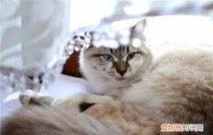 猫咪便秘了该怎么办 猫咪便秘怎么办,猫咪便秘怎么解决,猫咪便秘怎么灌肠