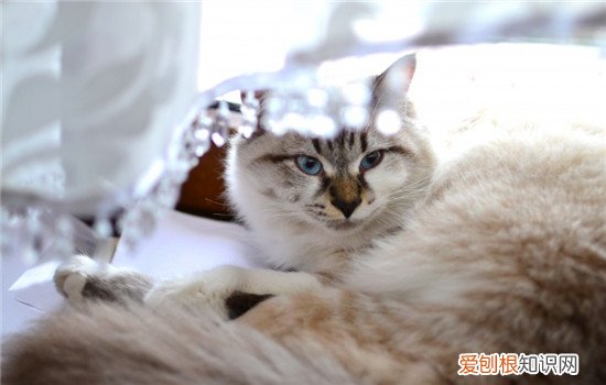 猫咪便秘了该怎么办 猫咪便秘怎么办,猫咪便秘怎么解决,猫咪便秘怎么灌肠