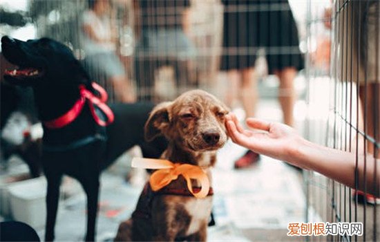 狗翻肠子的症状 给狗狗注射疫苗能防范于未然
