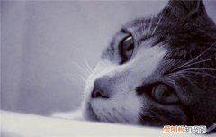 猫咪便秘怎么治疗 如何预防猫咪便秘,预防猫咪便秘怎么办,如何防止猫咪便秘
