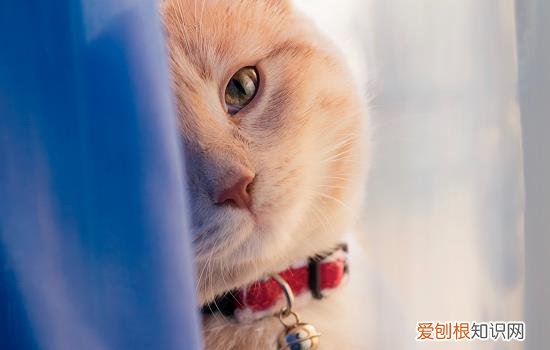 猫咪刚到家第一天该怎么做 猫咪来家里的第一天药怎么做,猫咪来家里第一天,猫到家第一天