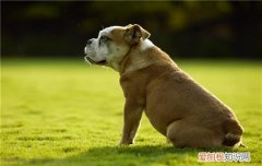 夏天怎么预防狗狗真菌性皮肤病 这几招很管用