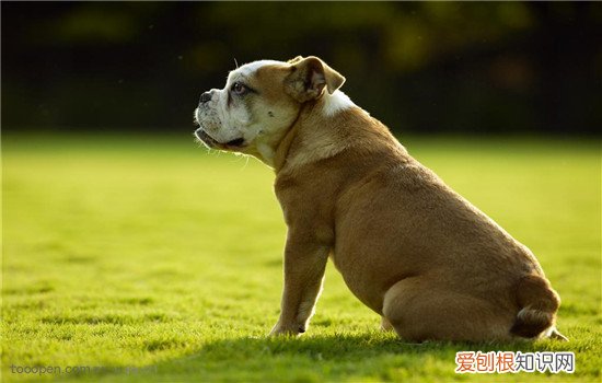 夏天怎么预防狗狗真菌性皮肤病 这几招很管用