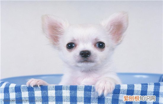 夏天怎么预防狗狗真菌性皮肤病 这几招很管用