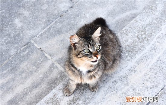猫咪便秘的症状表现有哪些 猫便秘的症状,猫便秘的症状怎么治疗,猫便秘是什么症状