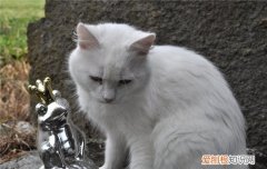 猫咪便秘的症状表现有哪些 猫便秘的症状,猫便秘的症状怎么治疗,猫便秘是什么症状