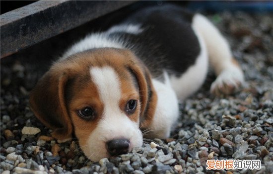 狗狗关节炎的症状 如何预防狗狗关节炎