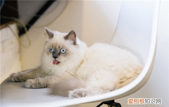 猫咪便秘有哪些原因 猫便秘是什么原因,猫便秘是怎么回事,猫为什么会便秘
