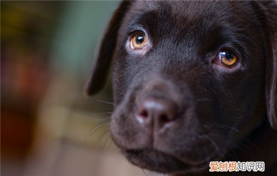 狗狗眼屎多是怎么了 狗狗眼屎多是什么导致的
