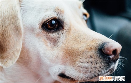 狗狗眼屎多是怎么了 狗狗眼屎多是什么导致的