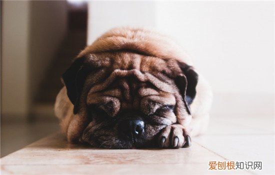 狗狗得钩虫病的症状 钩虫病会导致狗狗昏迷死亡