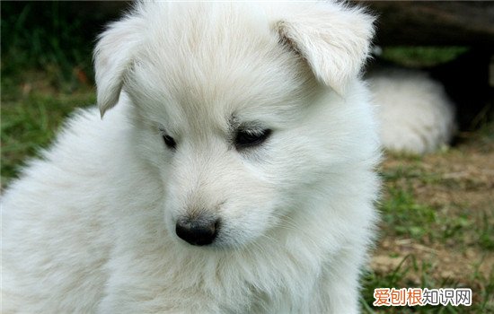 狗狗打完疫苗呕吐 狗狗这种反应是正常的吗