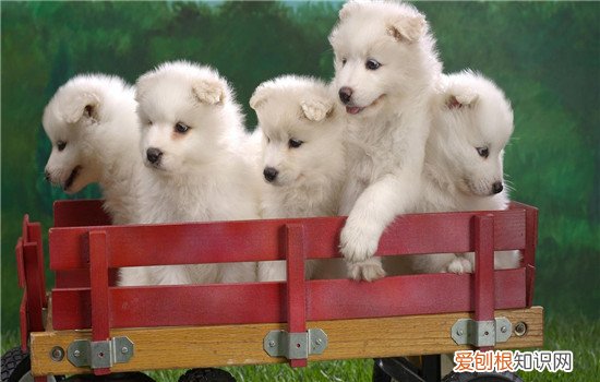 狗狗不停的打嗝是什么原因 狗狗打嗝与进食习惯有关