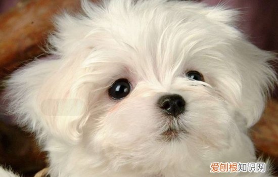 狗狗鼻炎症状 狗狗诱发鼻炎的因素