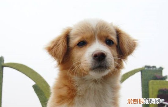 狗狗内耳炎的症状与治疗 狗狗外耳炎症状与治疗方法