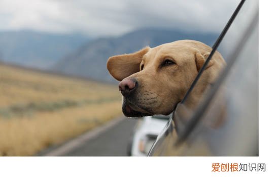狗狗营养品吃多了有什么副作用 这些误区你一定要知道