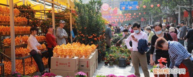 过春节摆什么鲜花 过春节适合摆什么鲜花