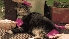 猫得什么皮肤病会掉毛 猫掉毛是皮肤病吗,猫掉毛是营养不良吗,猫掉毛是得了什么病吗
