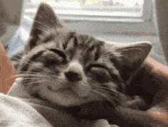 猫得什么皮肤病会掉毛 猫掉毛是皮肤病吗,猫掉毛是营养不良吗,猫掉毛是得了什么病吗