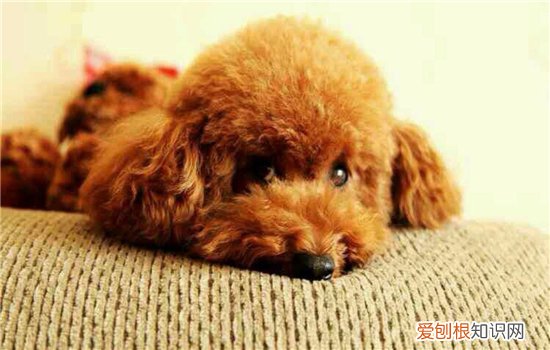 泰迪常患的疾病有哪些? 养泰迪的你要注意了