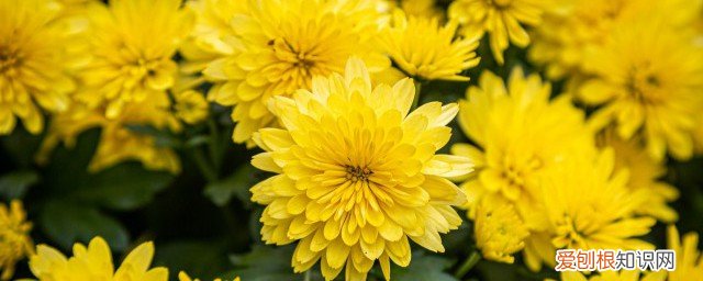 春节家里摆菊花是什么寓意 过年家里摆菊花的寓意有哪些