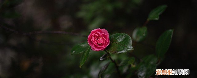 春节在家里摆什么花好看 春节在家里摆什么花比较美观