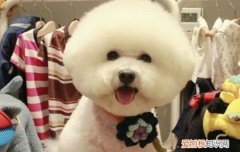 狗狗牙齿怎么护理 宠物狗狗牙齿护理4大技巧